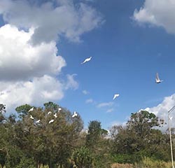 blue sky and white doves