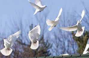 doves flying